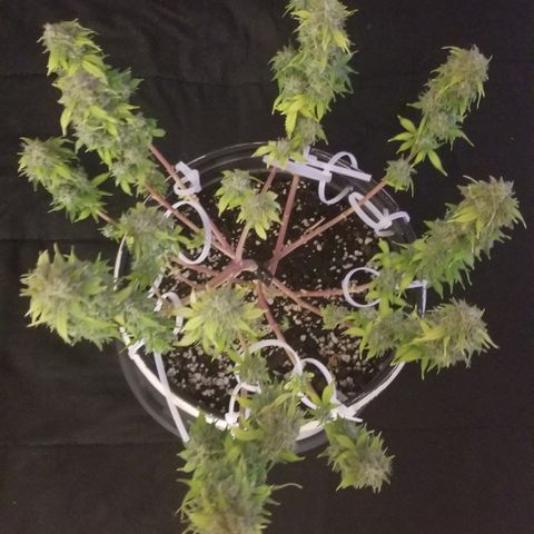 Jack Herer #1 growlog timeline photo