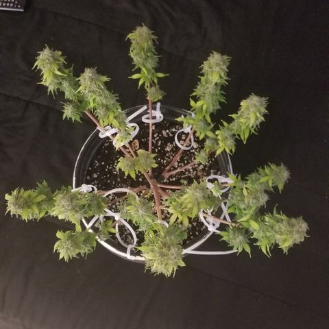 Jack Herer #1 growlog timeline photo