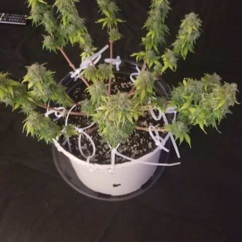 Jack Herer #1 growlog timeline photo