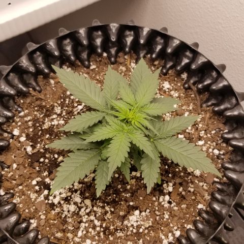 White Widow growlog timeline photo