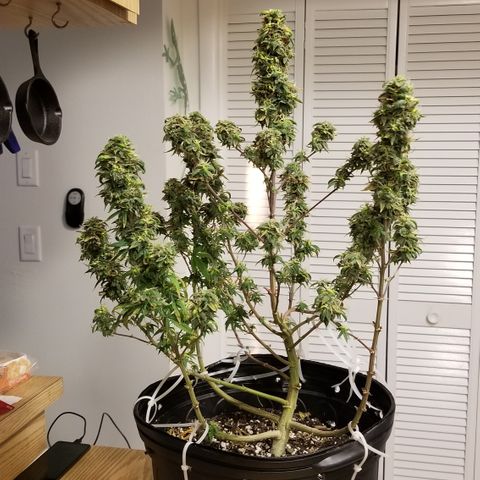 American Pie #2 growlog timeline photo