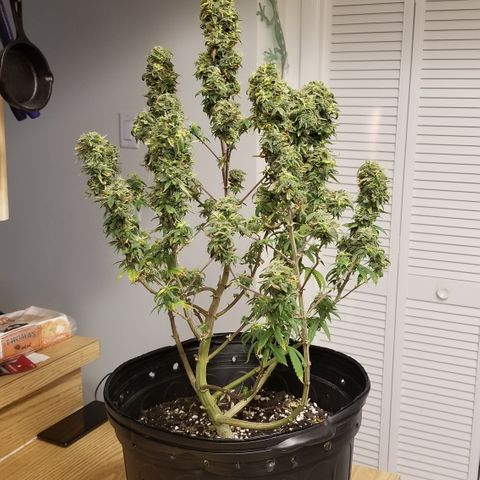 American Pie #2 growlog timeline photo