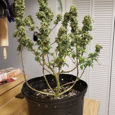 American Pie #2 growlog timeline photo