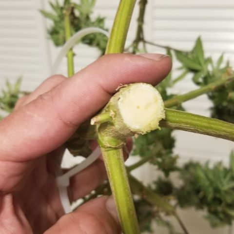 American Pie #2 growlog timeline photo