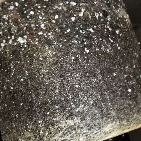 American Pie #2 growlog timeline photo