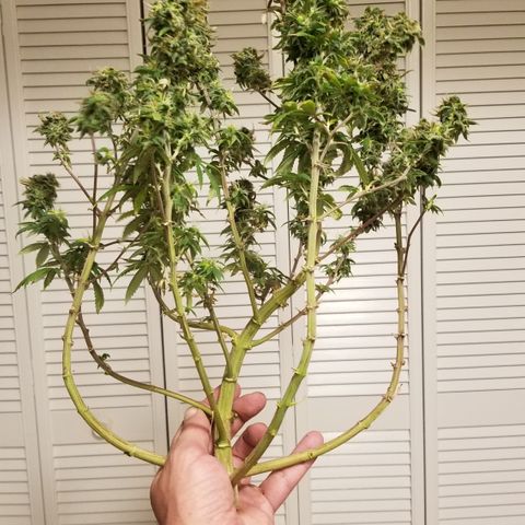 American Pie #2 growlog timeline photo