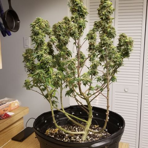 American Pie #2 growlog timeline photo