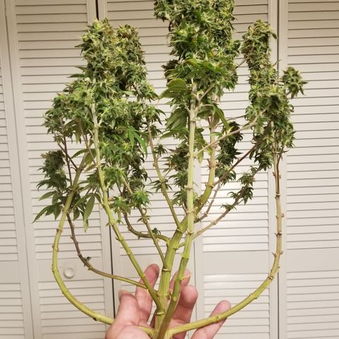 American Pie #2 growlog timeline photo
