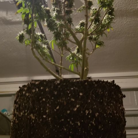 American Pie #2 growlog timeline photo
