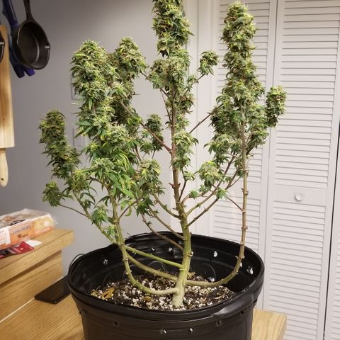 American Pie #2 growlog timeline photo