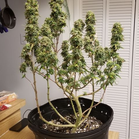 American Pie #2 growlog timeline photo
