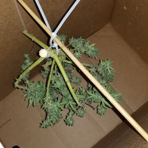 American Pie #2 growlog timeline photo