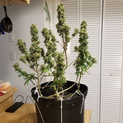 American Pie #2 growlog timeline photo