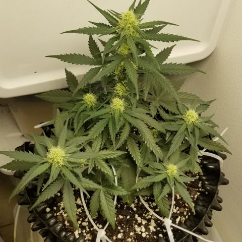 White Widow growlog timeline photo