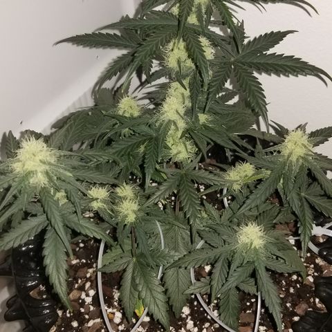 White Widow growlog photo: Defoliation