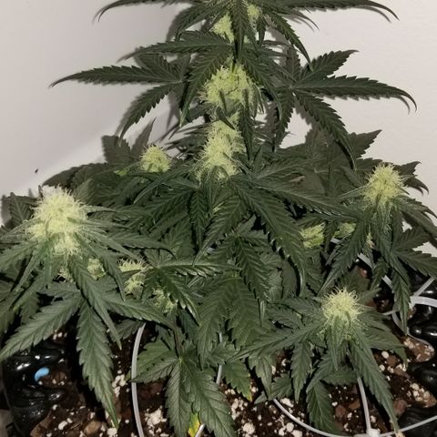 White Widow growlog photo: Defoliation