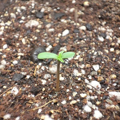 Sylvanas growlog photo: Virou plantinha 🥰