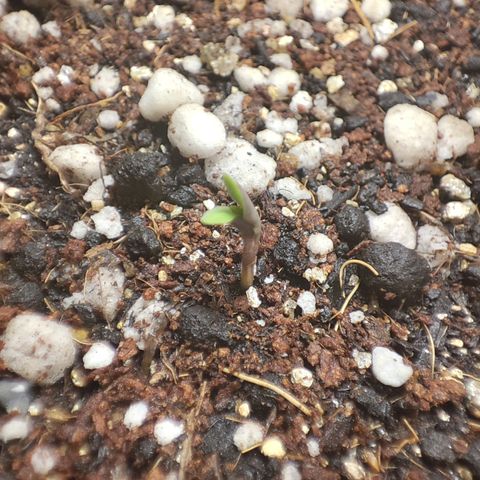 Tyrande growlog photo: Virou plantinha 🥰