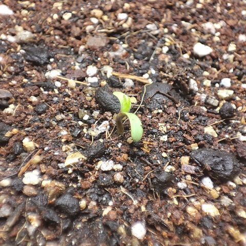 Jaina growlog photo: Virou plantinha 🥰