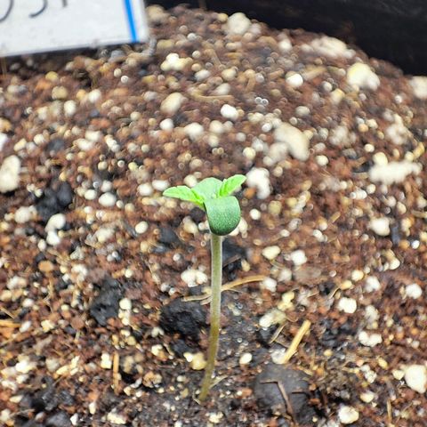 Jaina growlog timeline photo