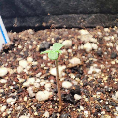 Tyrande growlog timeline photo