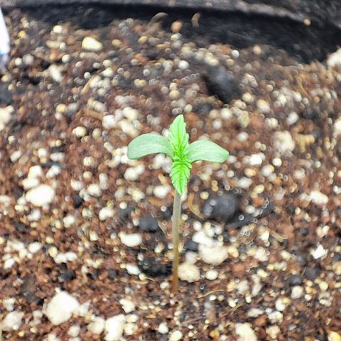 Sylvanas growlog timeline photo