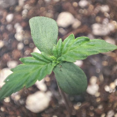 Tyrande growlog timeline photo