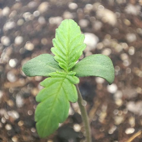 Jaina growlog timeline photo