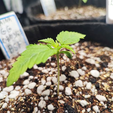 Jaina growlog timeline photo