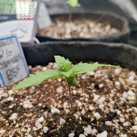 Tyrande growlog timeline photo