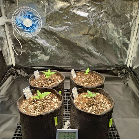 Sylvanas growlog photo: Adicionei mais um LED de 120w, estou utilizando ambos em 80% a uma distância de 50cm das plantas.