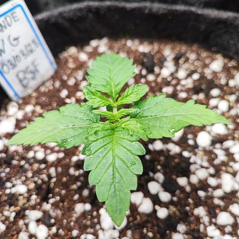 Tyrande growlog timeline photo