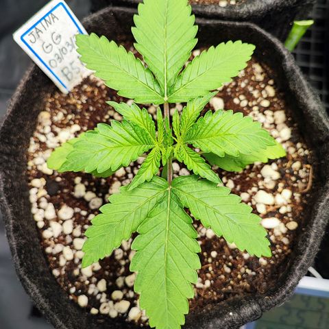 Jaina growlog photo: Entrou no vegetativo 🍀