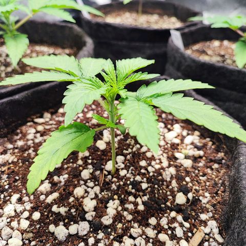 Jaina growlog photo: Entrou no vegetativo 🍀