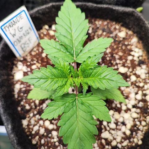 Tyrande growlog photo: Entrou no vegetativo 🍀