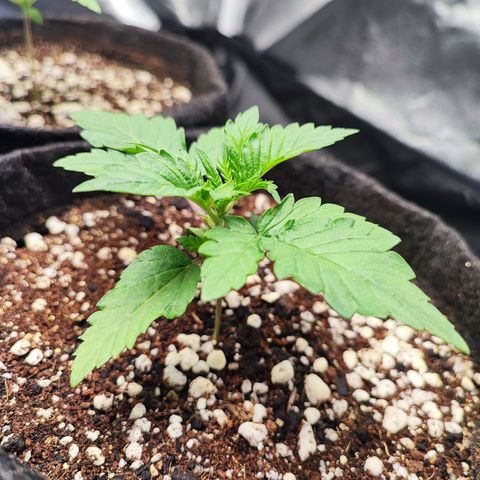 Tyrande growlog photo: Entrou no vegetativo 🍀