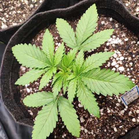 Jaina growlog photo: Algumas horas após o transplante para o vaso de 11L