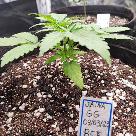 Jaina growlog photo: Algumas horas após o transplante para o vaso de 11L