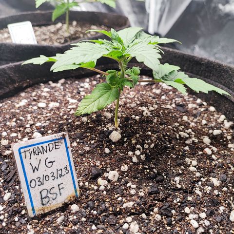Tyrande growlog photo: Algumas horas após o transplante para o vaso de 11L