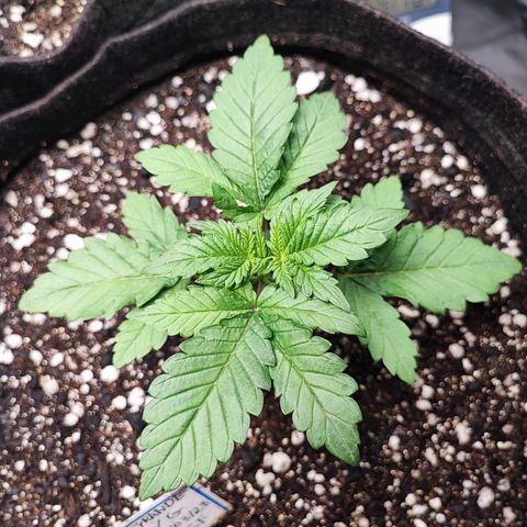 Tyrande growlog photo: Algumas horas após o transplante para o vaso de 11L
