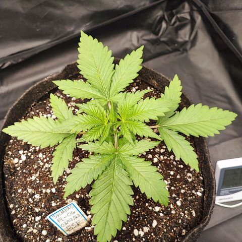 Sylvanas growlog photo: Algumas horas após o transplante para o vaso de 11L