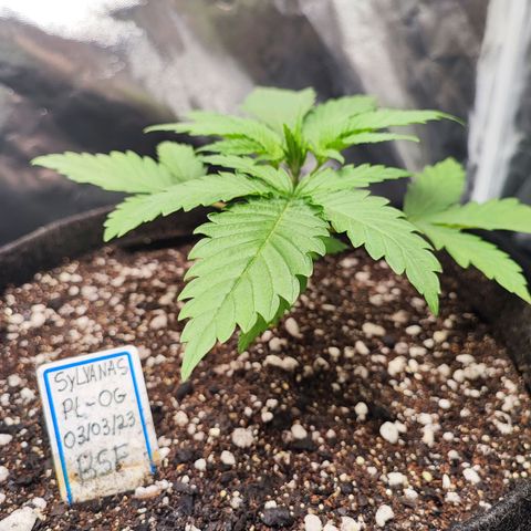 Sylvanas growlog photo: Algumas horas após o transplante para o vaso de 11L