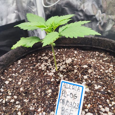 Alleria growlog photo: Algumas horas após o transplante para o vaso de 11L