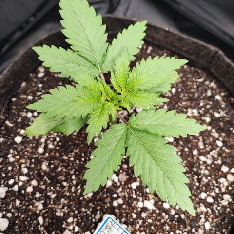 Alleria growlog photo: Algumas horas após o transplante para o vaso de 11L