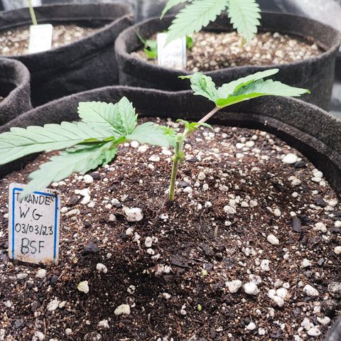 Tyrande growlog photo: Dor no coração 💔