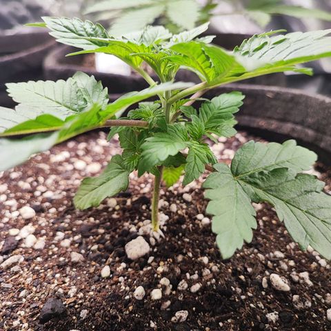 Tyrande growlog photo: Dor no coração 💔