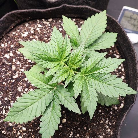 Tyrande growlog photo: Dor no coração 💔