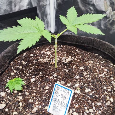Alleria growlog photo: Dor no coração 💔