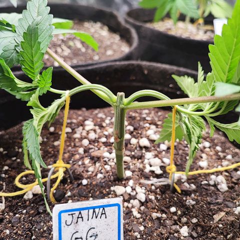 Jaina growlog photo: Primeira amarra do mainlining, amanhã puxarei mais um pouco.