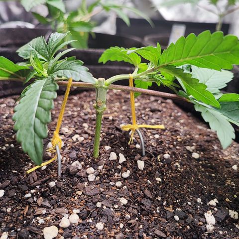 Tyrande growlog photo: Primeira amarra do mainlining, amanhã puxarei mais um pouco.